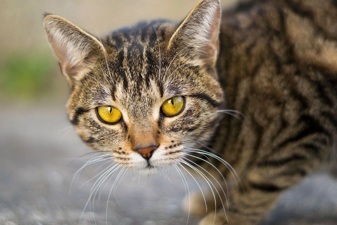 Cat Facts 35 Interesting Facts About Cats You Didn T Know