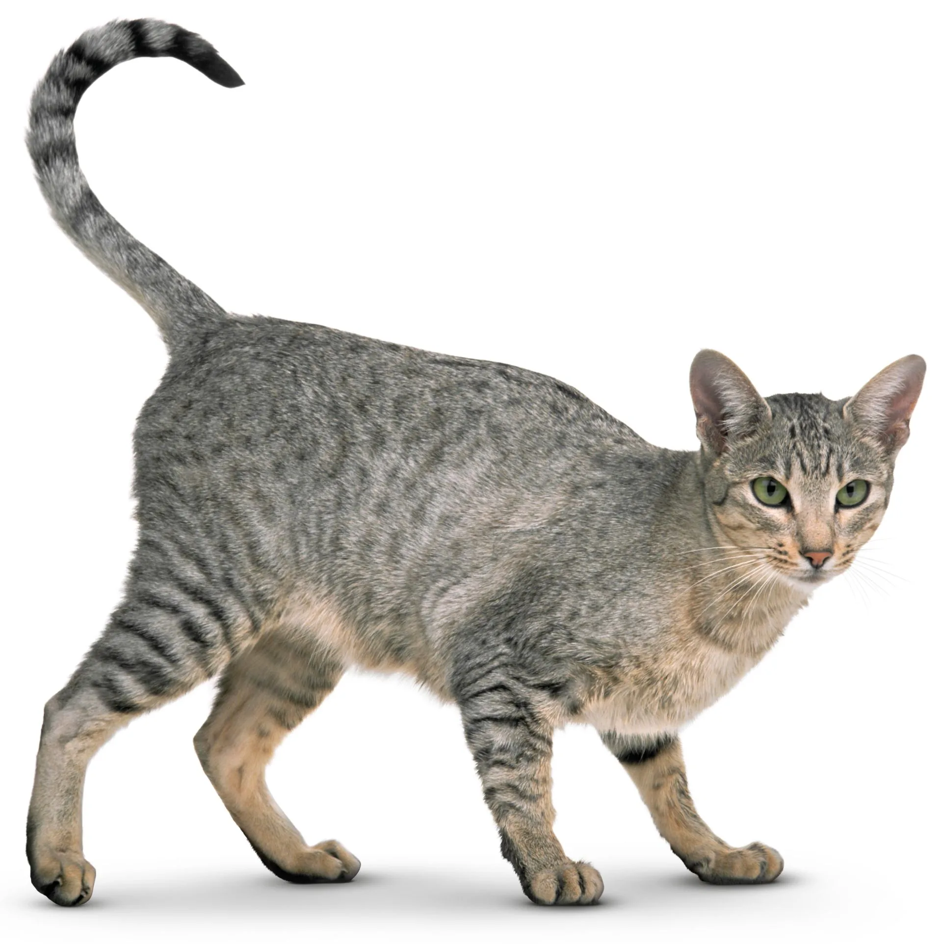 Cat Facts For Kids What Is A Cat Dk Find Out