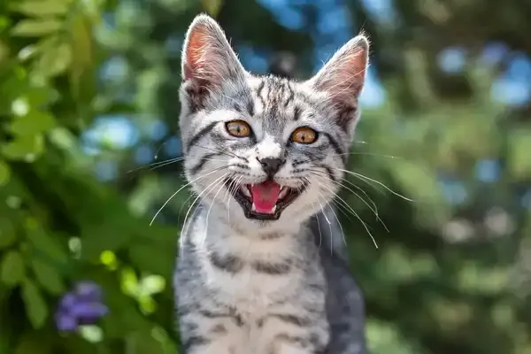 Cat Health Center Cat Care And Information From Webmd