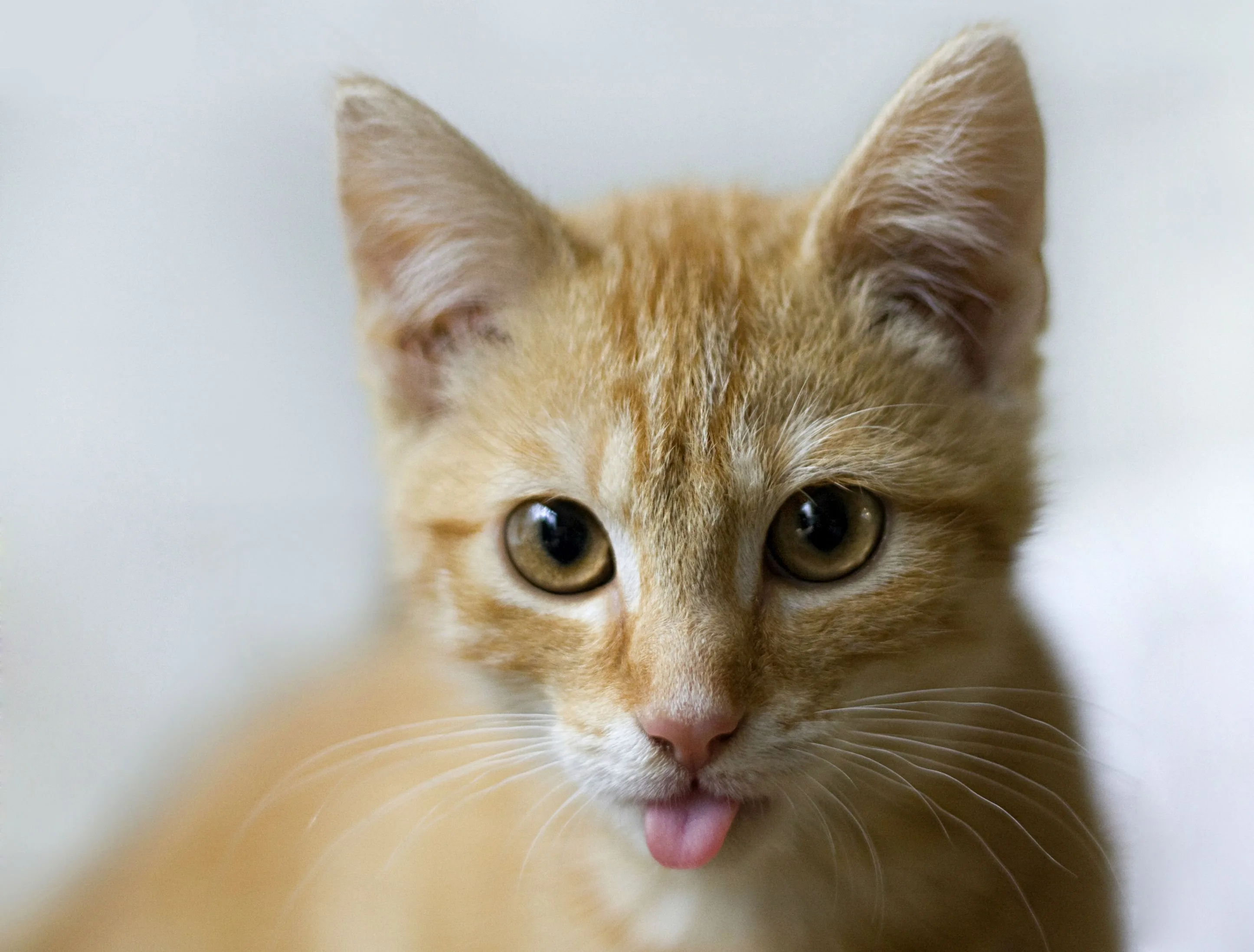 Cat History And Some Interesting Facts