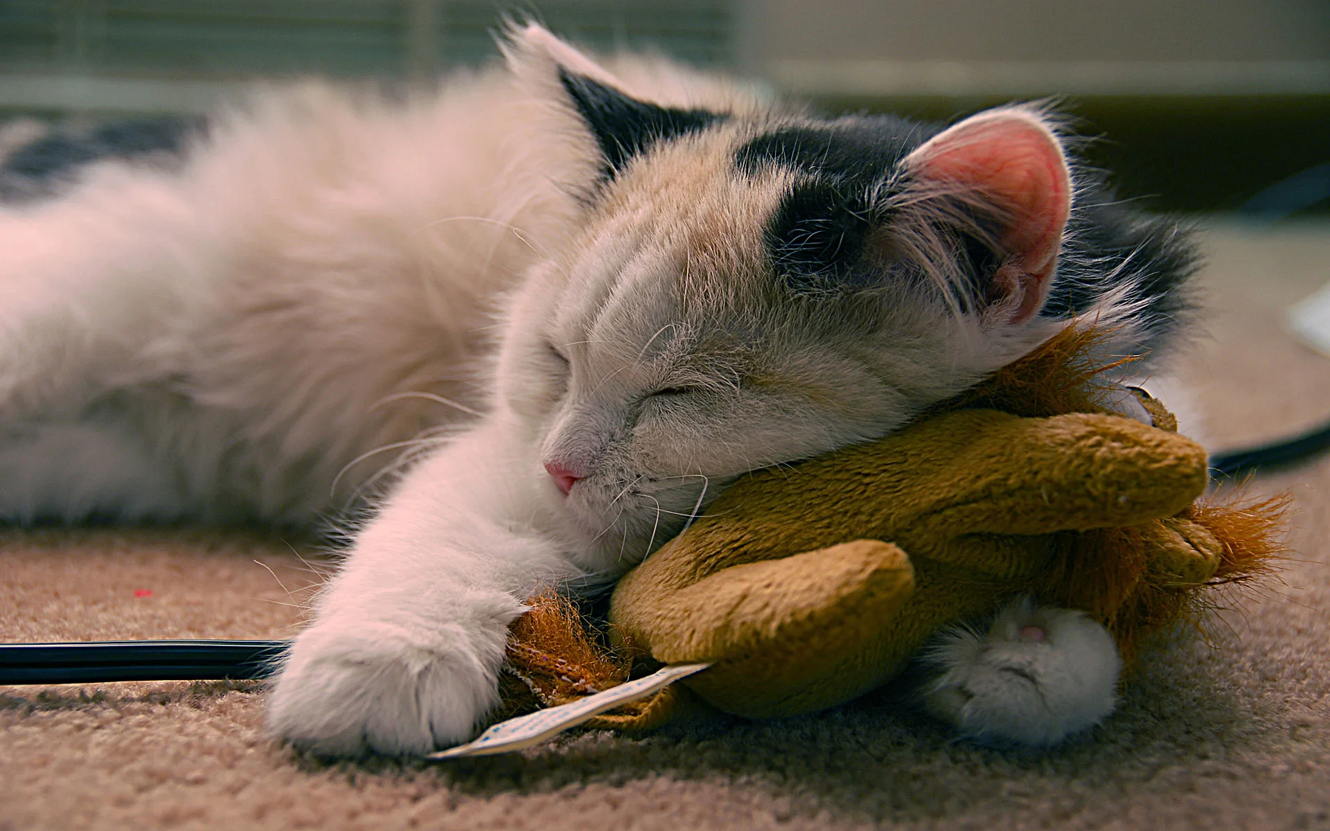 Cat Home