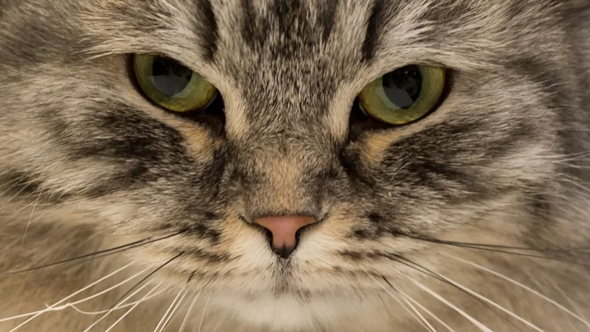 Cat Owners Are Less Likely To Go To Church The Week