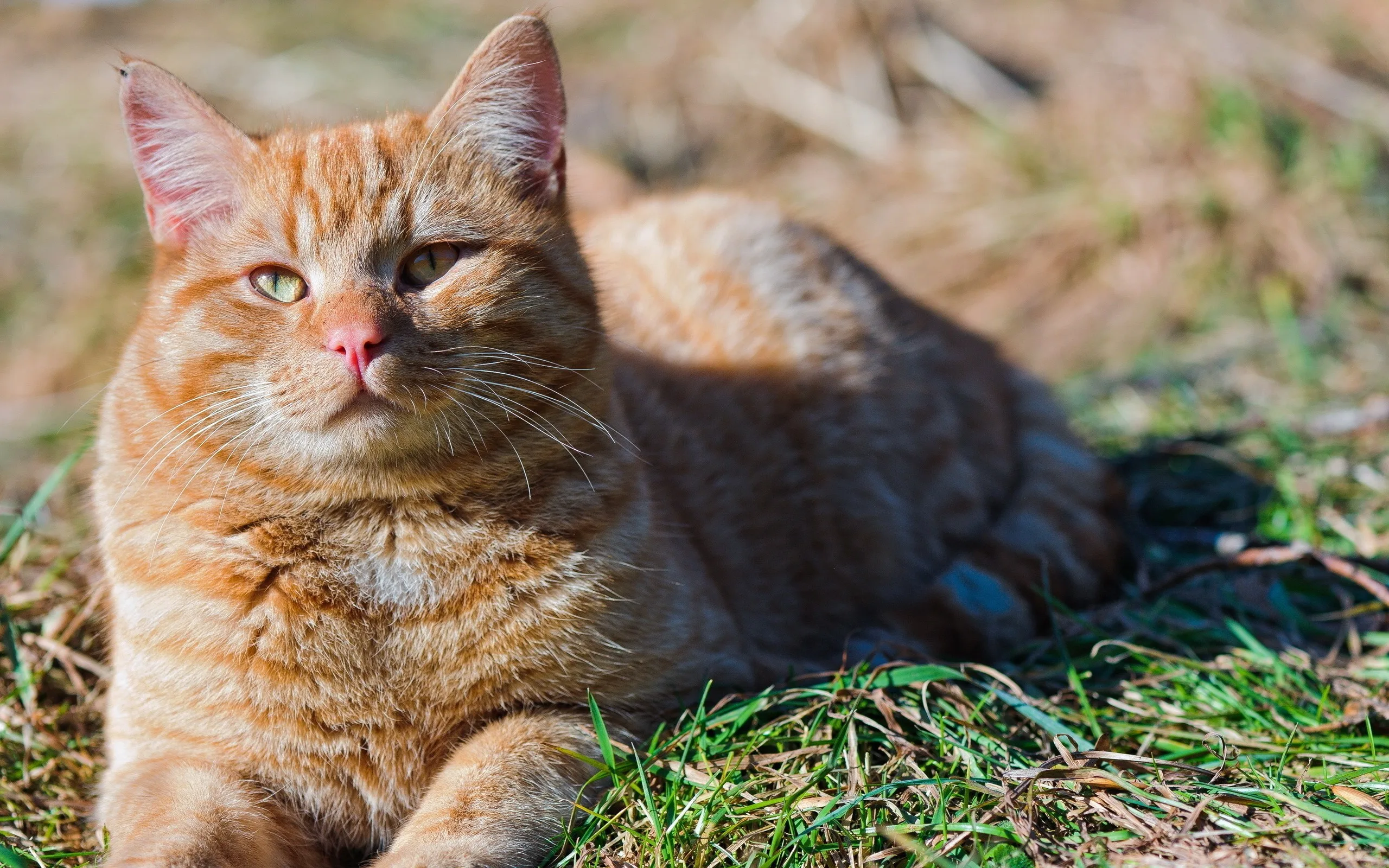 Cat Wallpapers Hd Desktop And Mobile Backgrounds