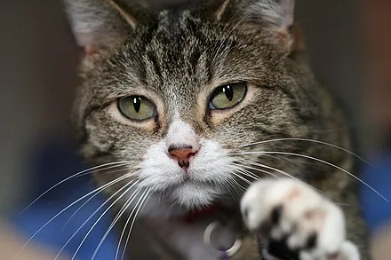 Cat Wikipedia