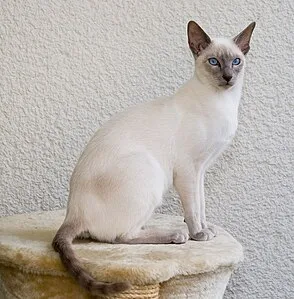 Cat Wikipedia