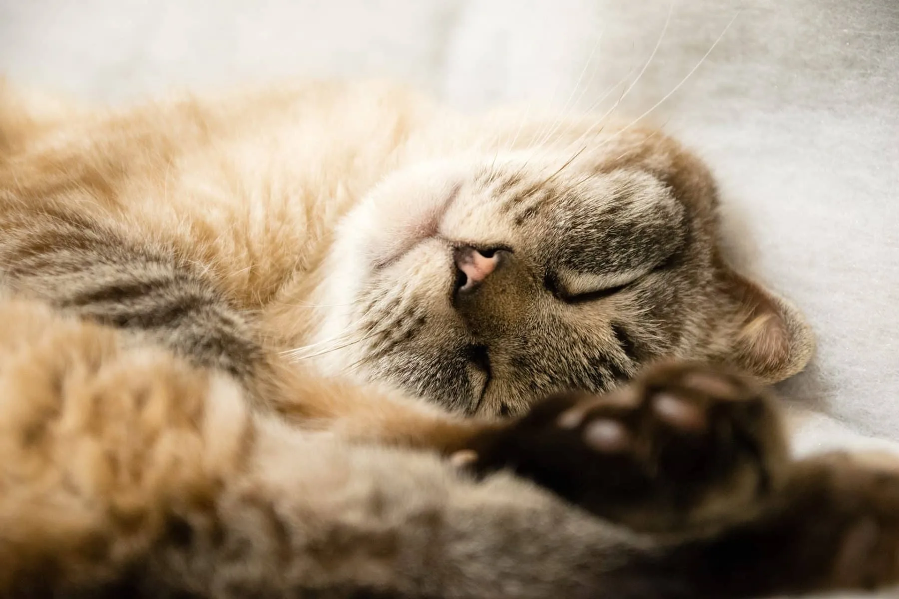 Cat Years To Human Years How Old Is My Cat The Dog People By