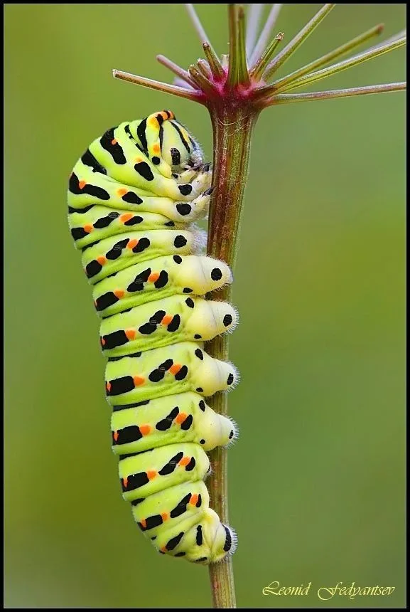 Caterpillar Artofit