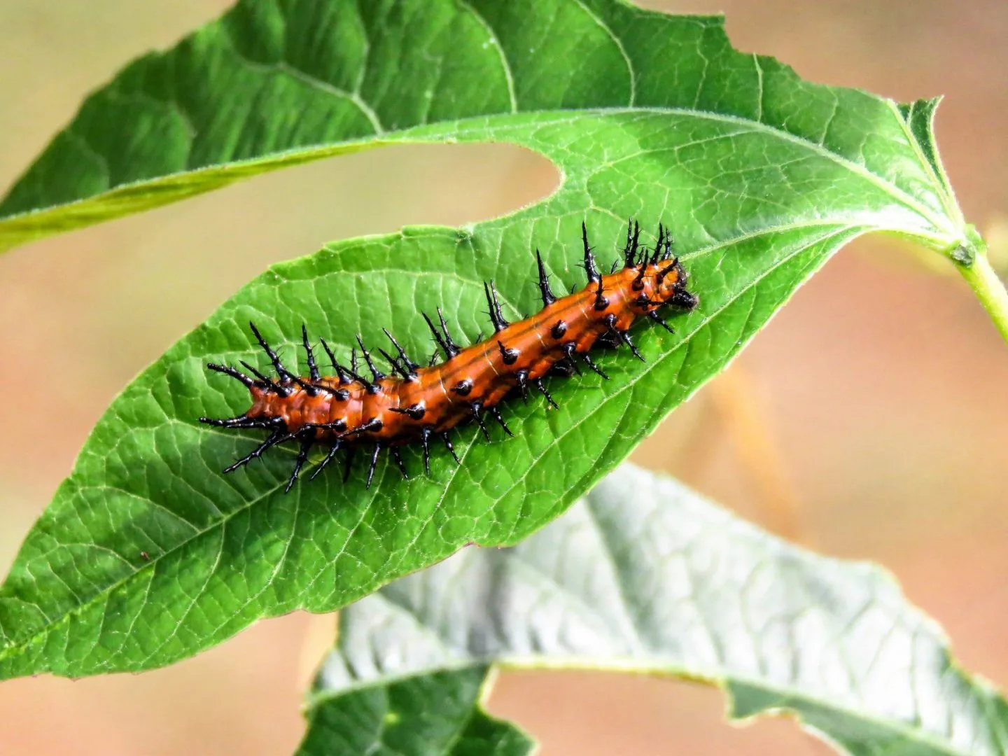 Caterpillar
