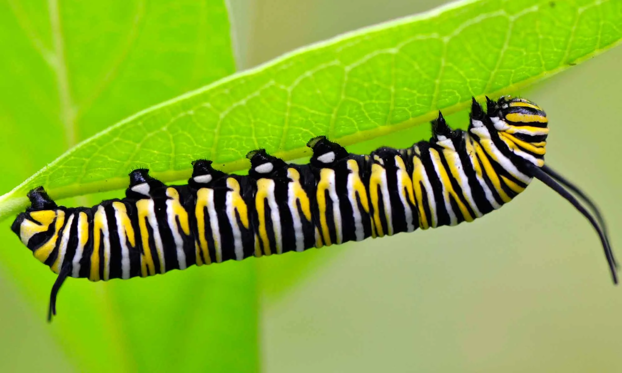 Caterpillar