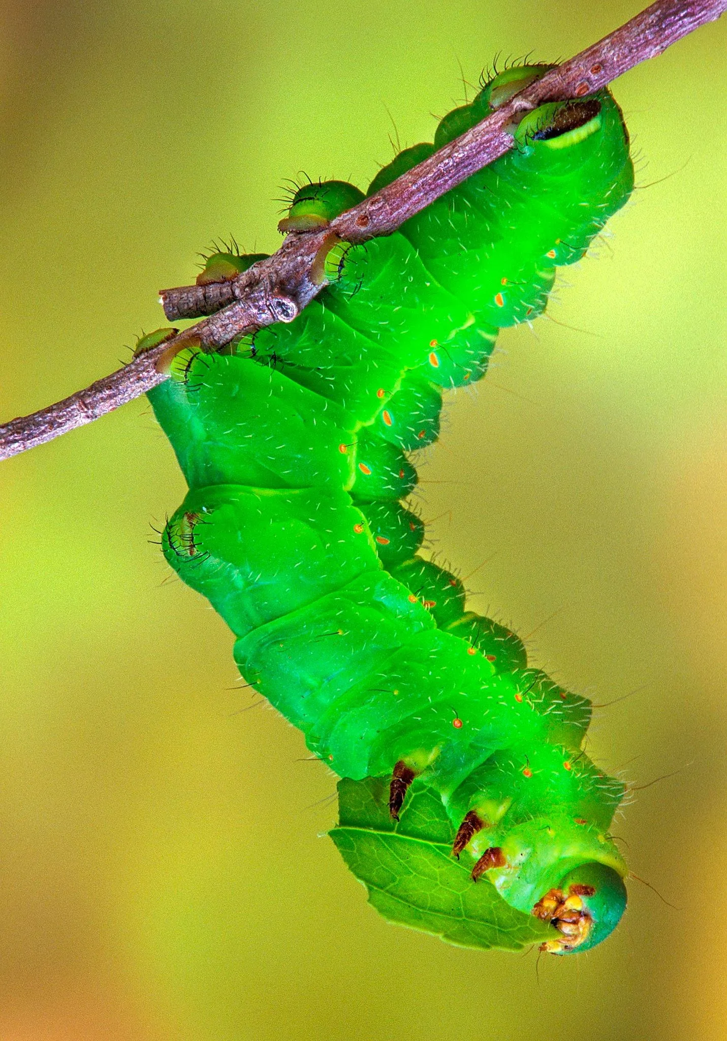 Caterpillar