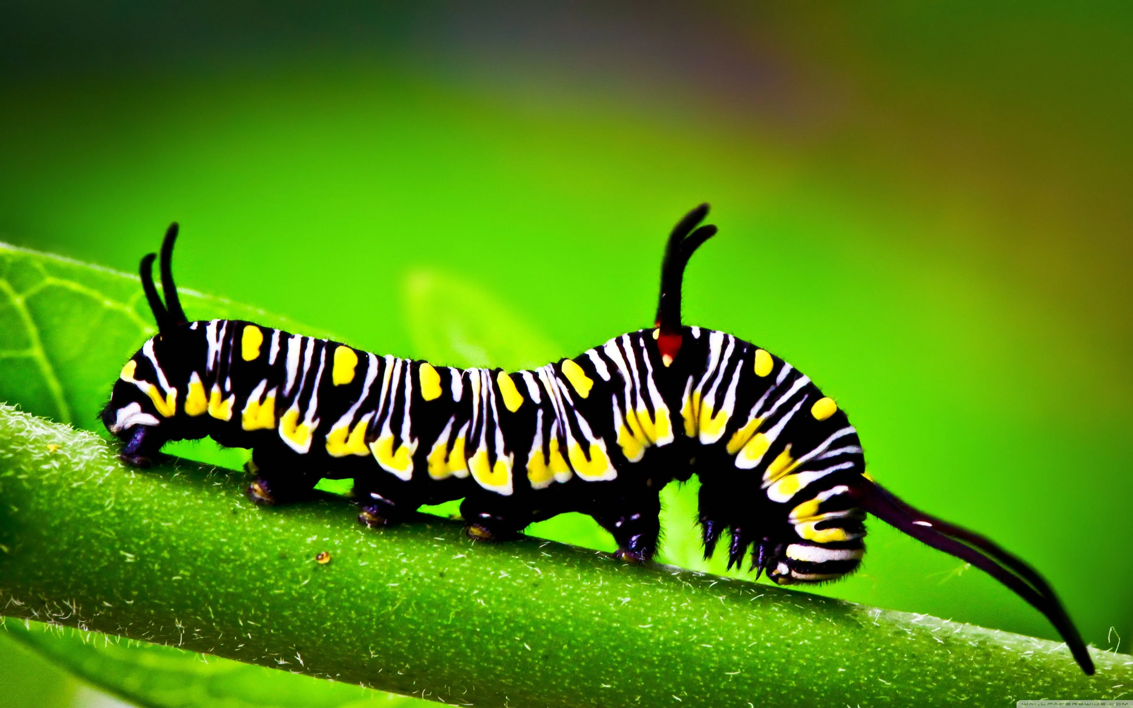 Caterpillar Hd Animals Wallpapers Wallpaper Cave