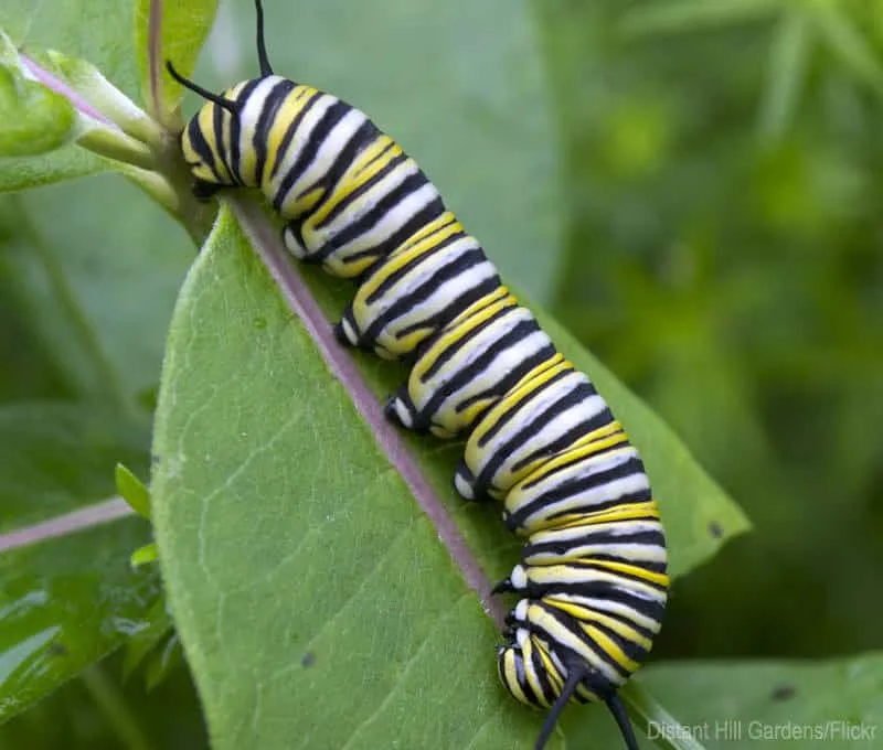 Caterpillar Identification What They Mean For Your Garden