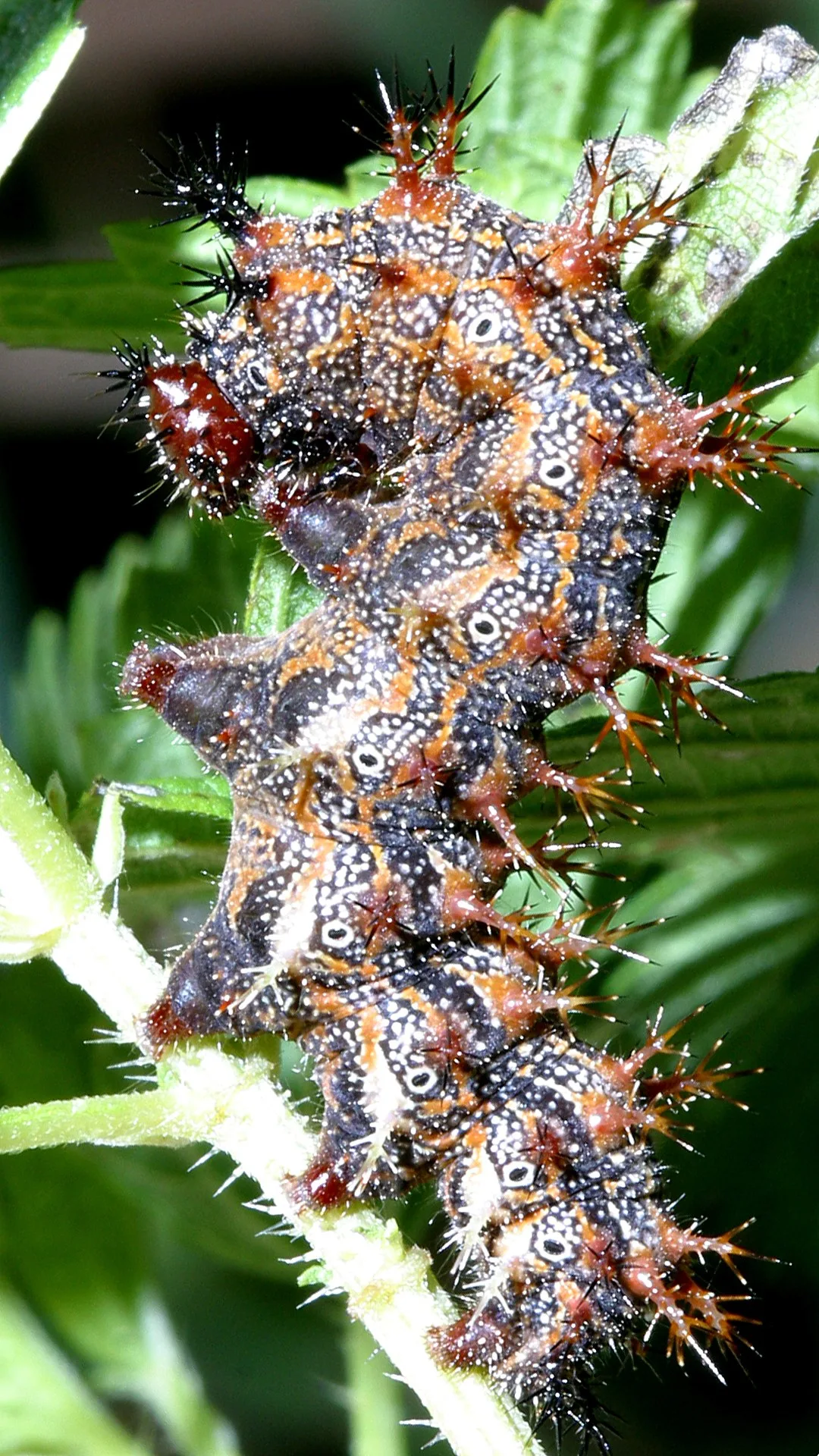 Caterpillar Wallpaper