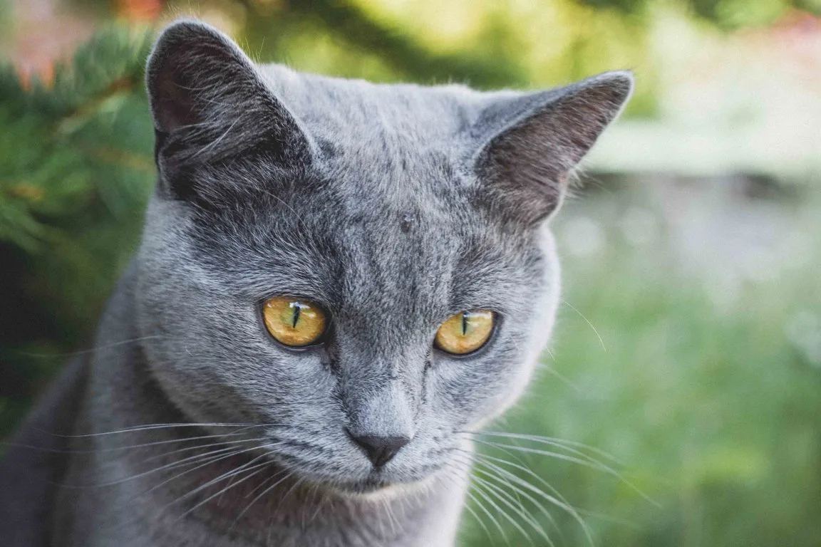 Cats Facts