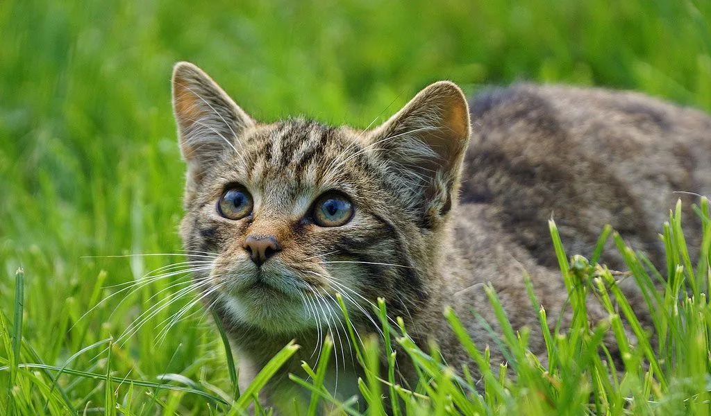Cats Key Facts Information Pictures
