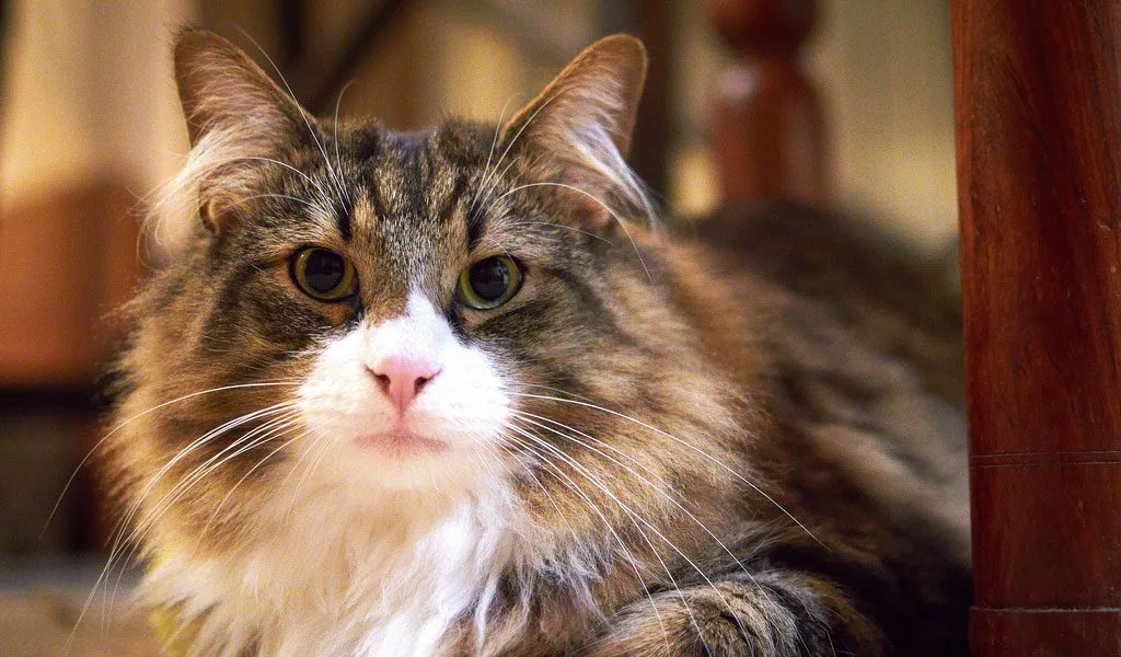 Cats Key Facts Information Pictures