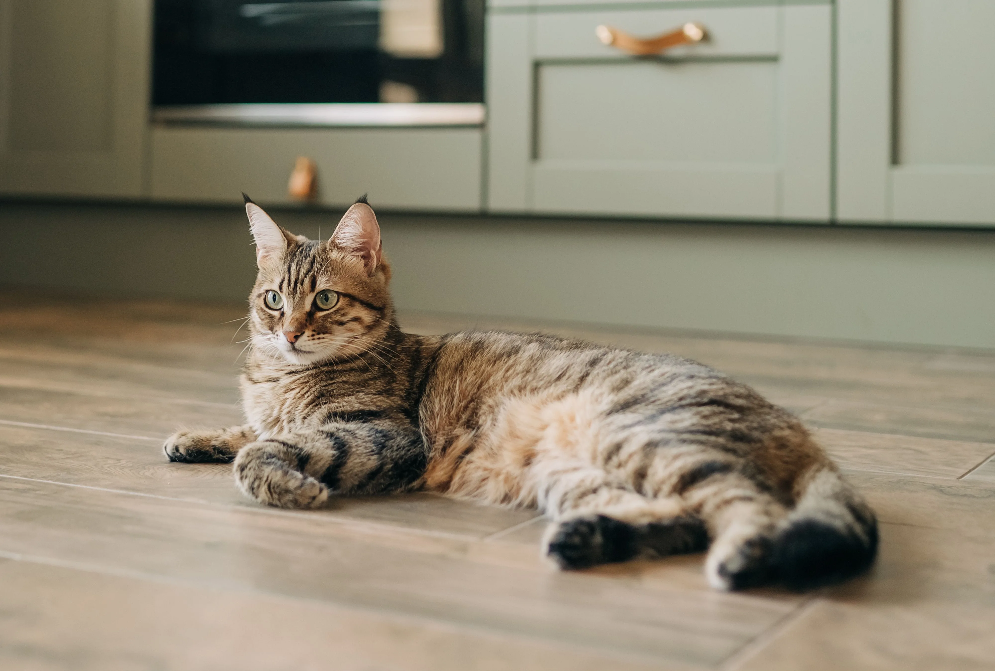 Cats The Complete Guide To Pet Care