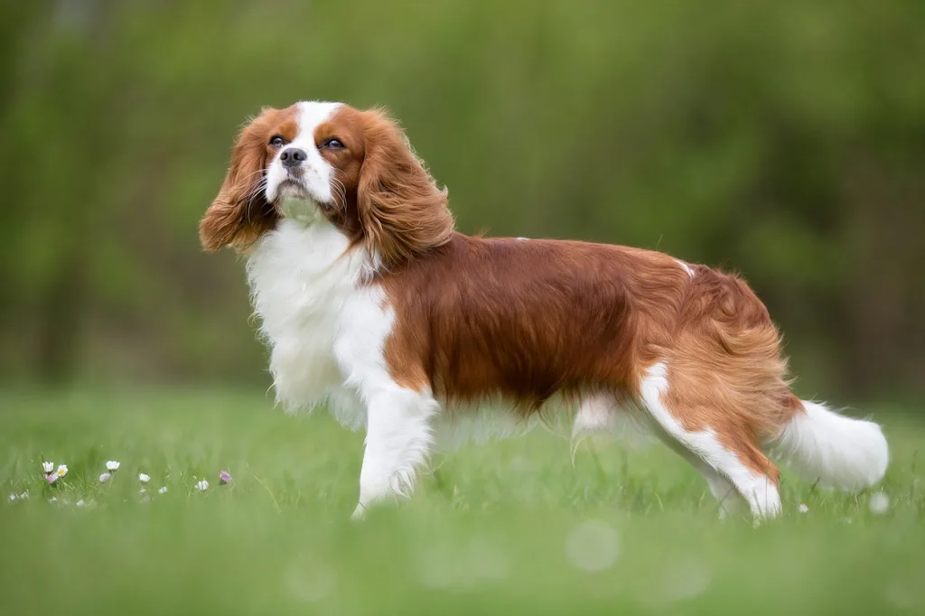 Cavalier King Charles Spaniel Breed Information Guide Bark Post