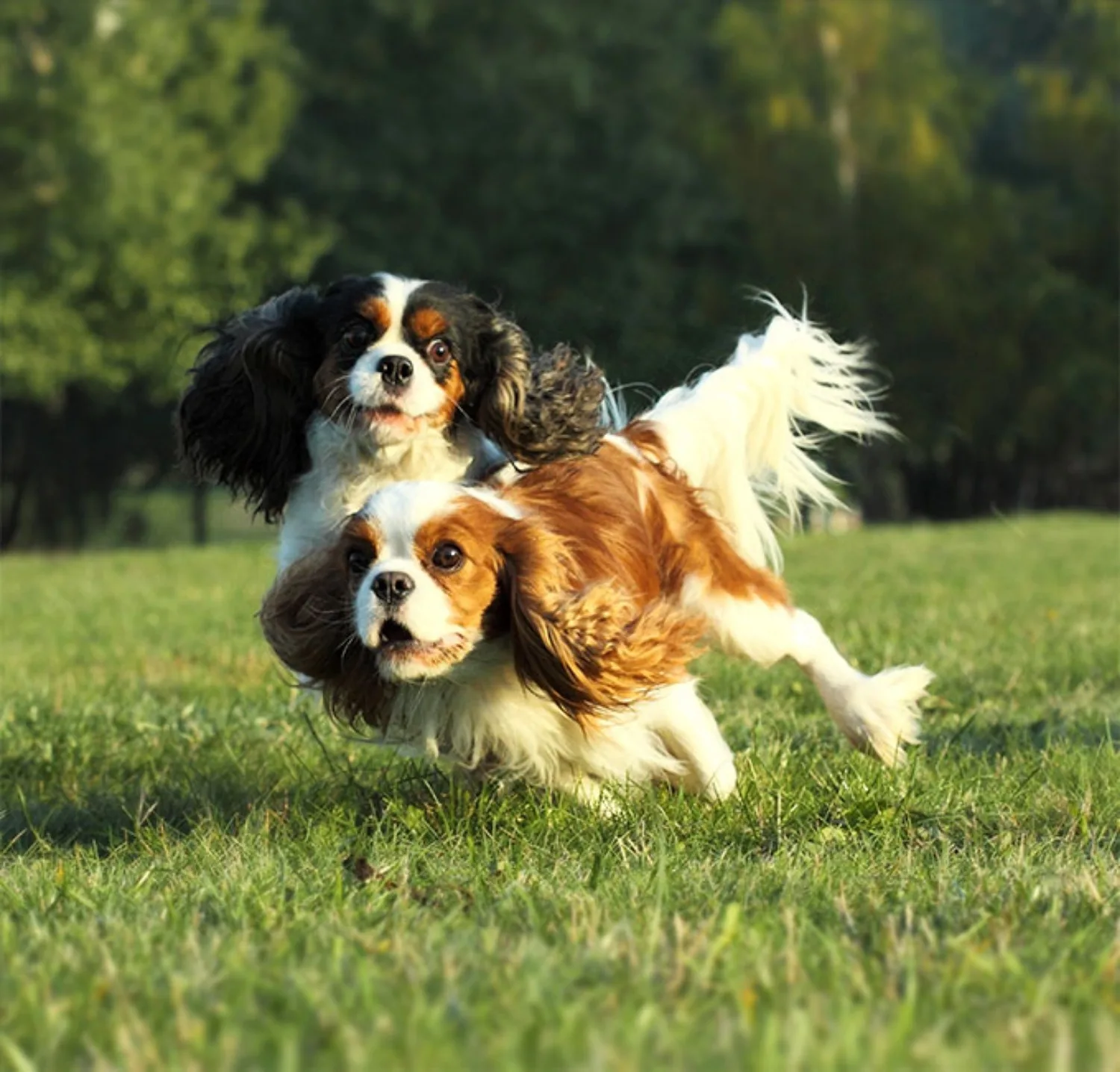 Cavalier King Charles Spaniel Dog Breed Information Images Characteristics Health