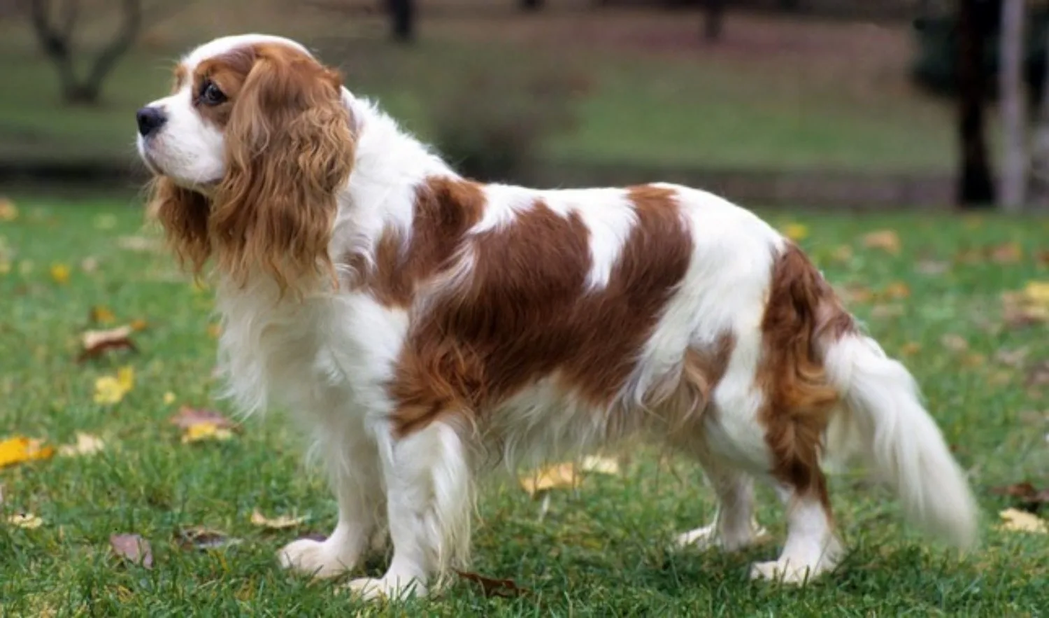 Cavalier King Charles Spaniel Dog Breed Information Images Characteristics Health