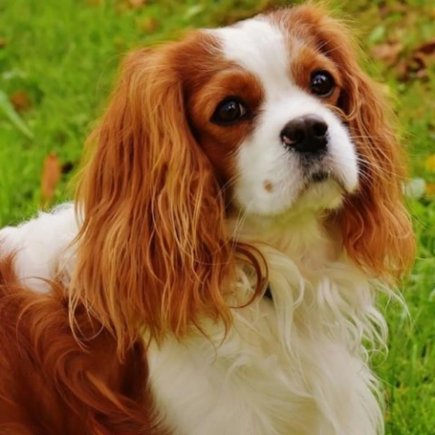 Cavalier King Charles Spaniel Dog Breed Information Images Characteristics Health
