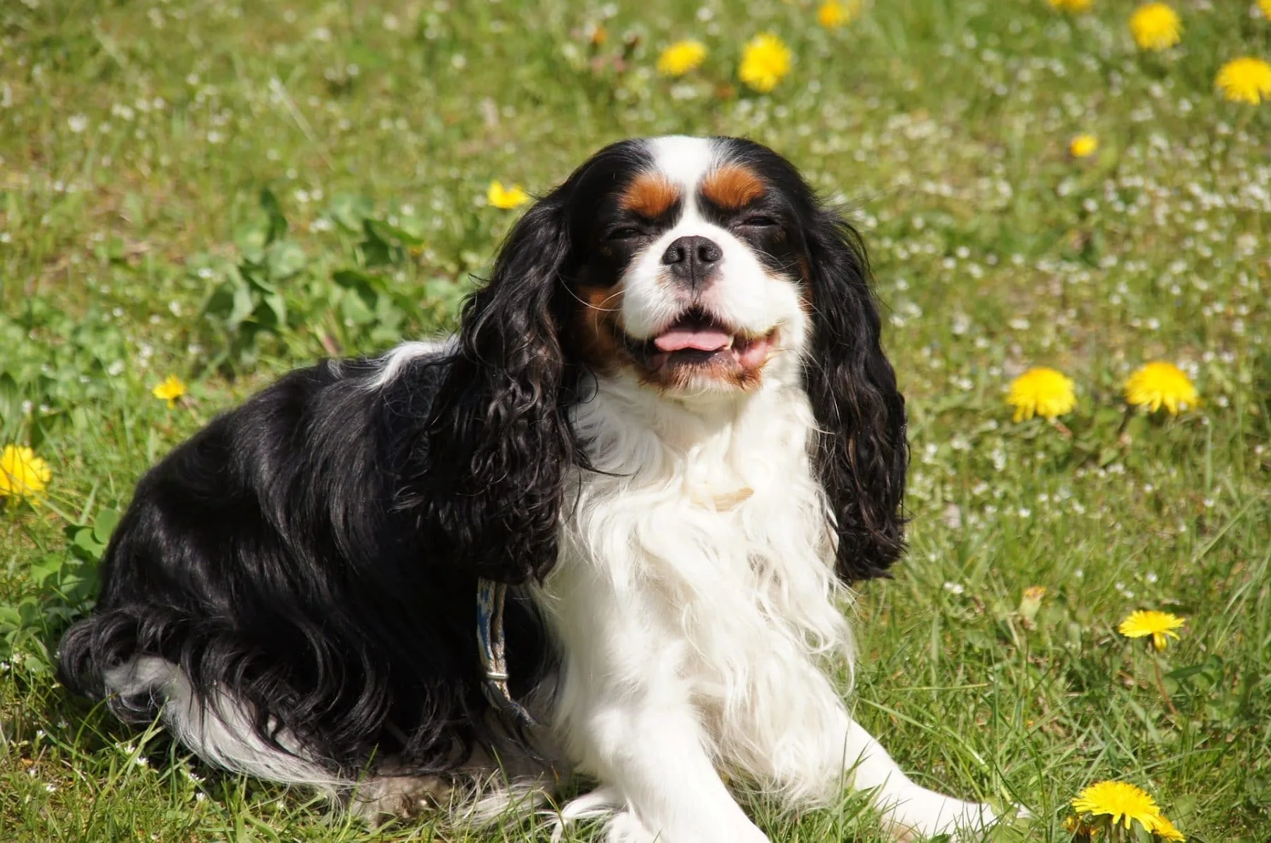 Cavalier King Charles Spaniel Grooming A Guide With Haircut Pictures