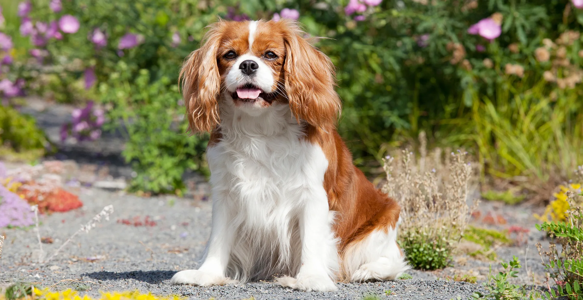 Cavalier King Charles Spaniel Guide Breed Characteristics