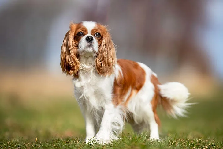 Cavalier King Charles Spaniel Pictures American Kennel Club