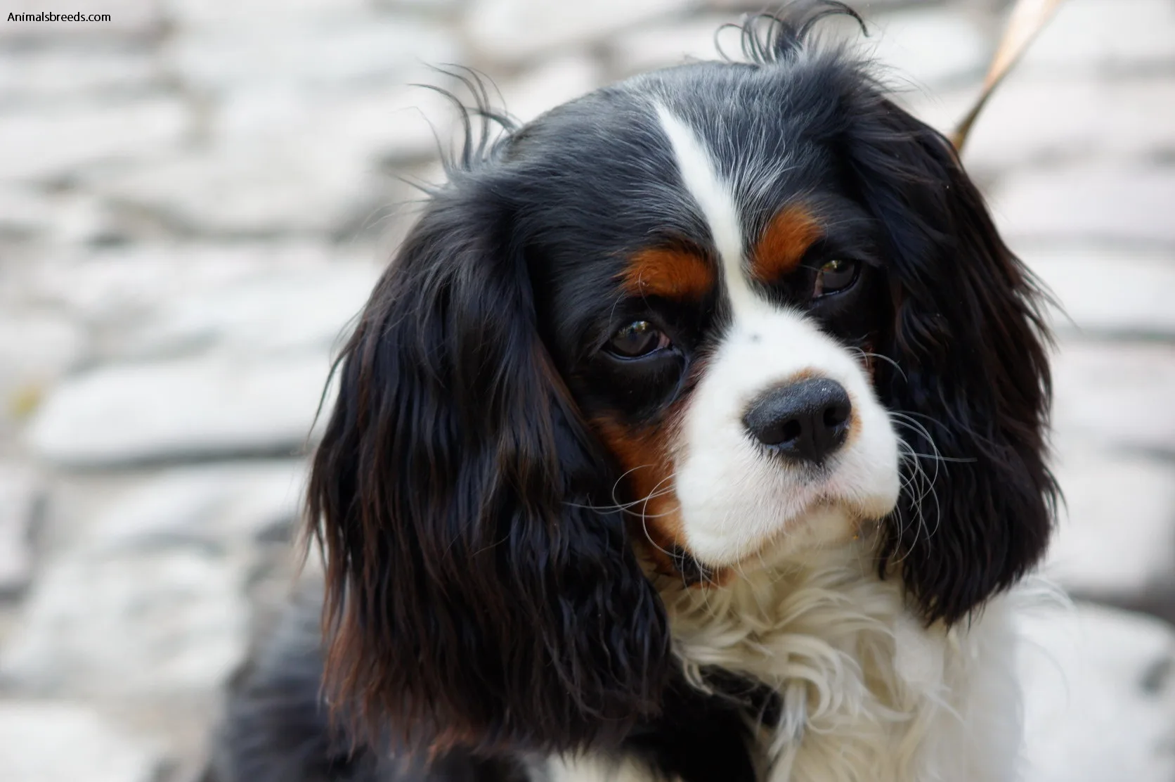 Cavalier King Charles Spaniel Pictures Information Temperament Characteristics Animals Breeds