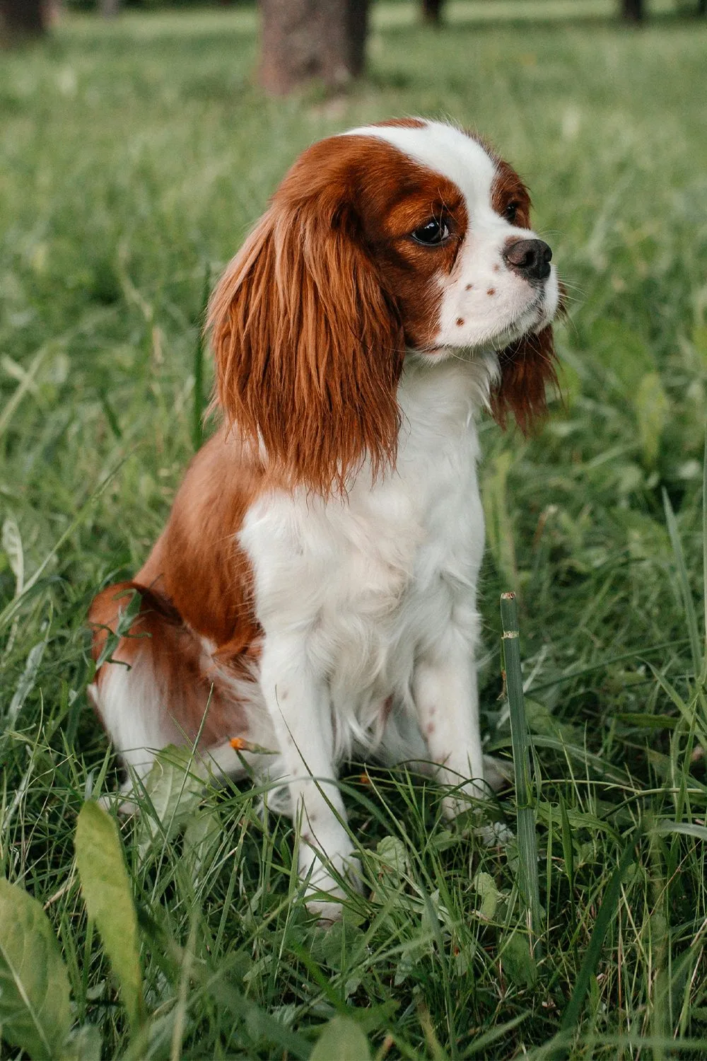 Cavalier King Charles Spaniel Puppies 19 Cute Pups Talk To Dogs