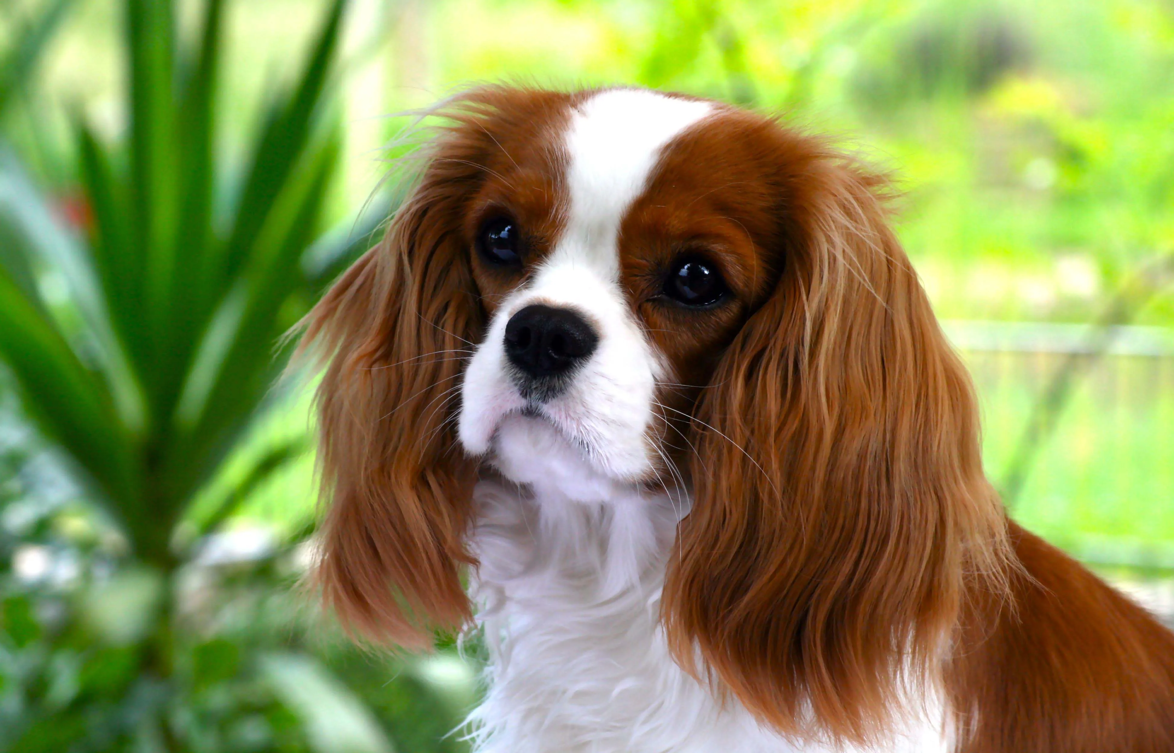 Cavalier King Charles Spaniel Wallpapers Wallpaper Cave