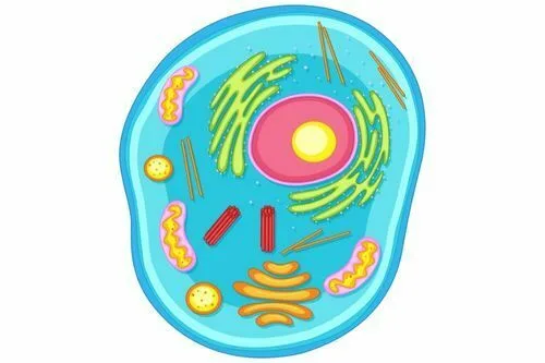 Cell Biology The Study Of Cells Explained