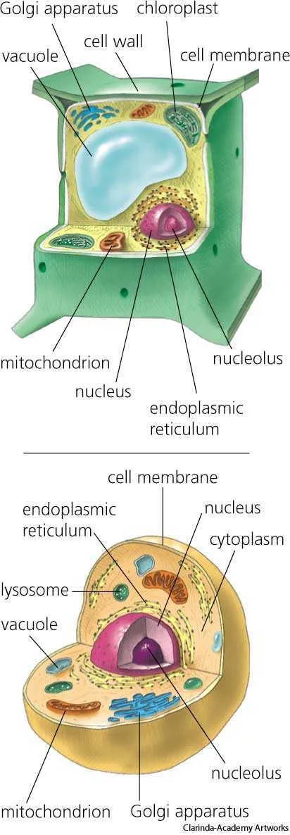 Cell Dictionary Definition Cell Defined
