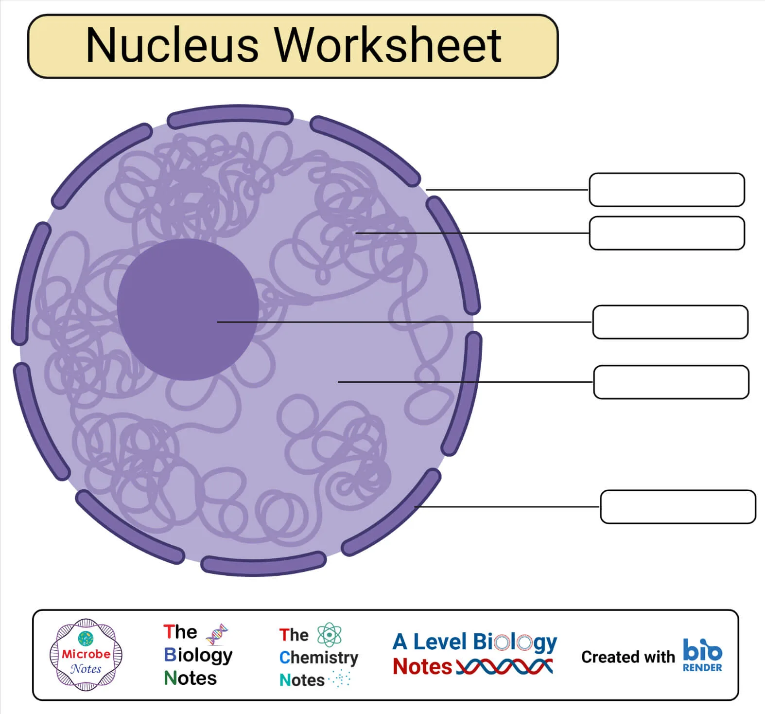 Cell Nucleus Structure And Function