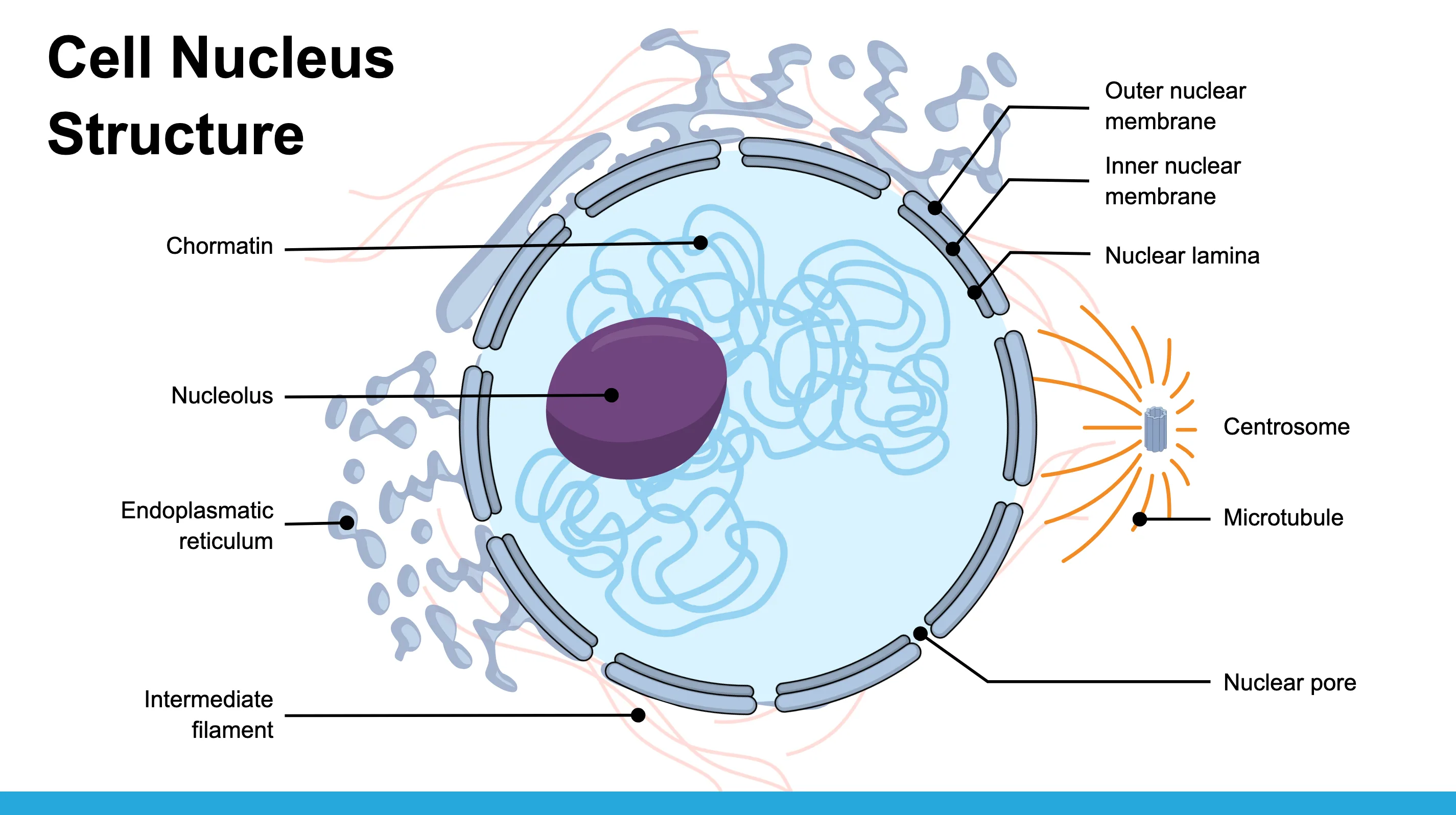 Cell Nucleus Structure Infographic Templates