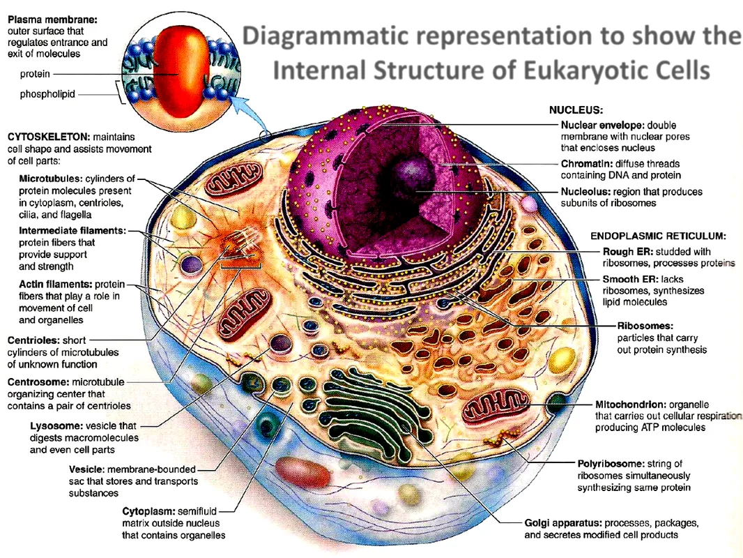 Cell Organelle