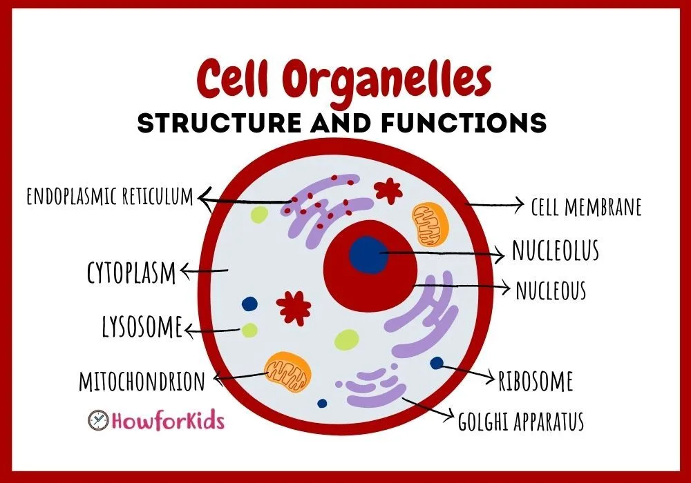 Cell Organelles Definition Structure Functions Diagram Artofit