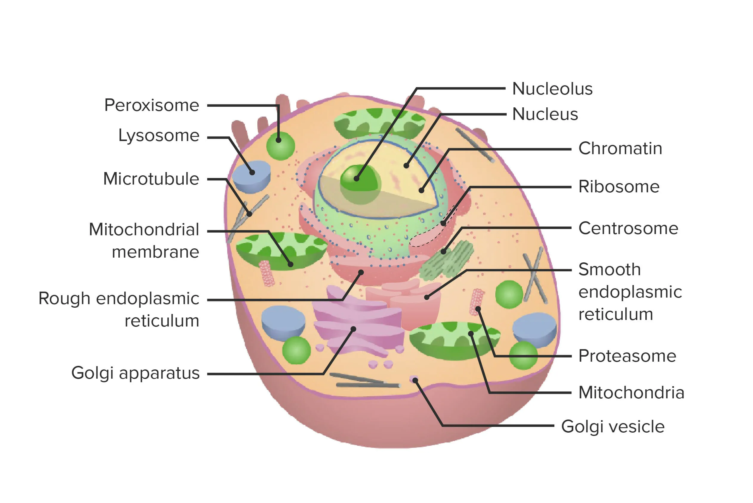 Cell Organelles Diagrams And Their Functions
