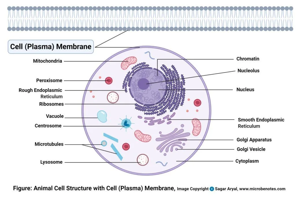 Cell Organelles Structure And Functions With Labeled Diagram Plant Cell Organelles Animal Cell