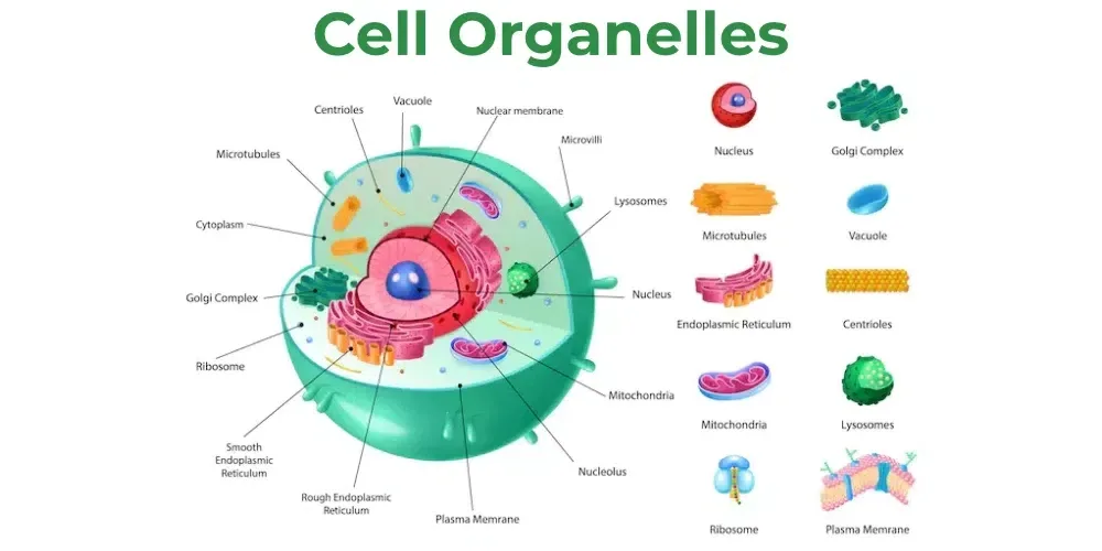 Cell Organelles Structure Types And Their Functions 55 Off