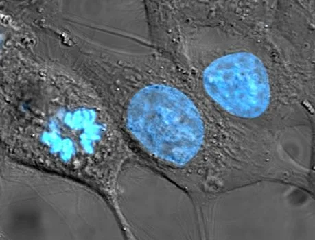 Cell Theory Wikipedia