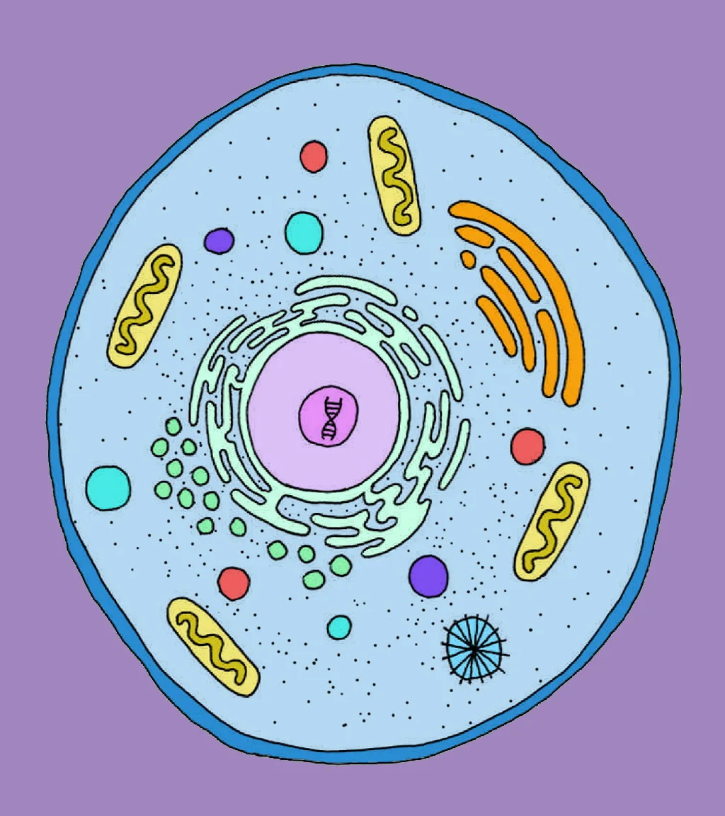 Cells Haleo