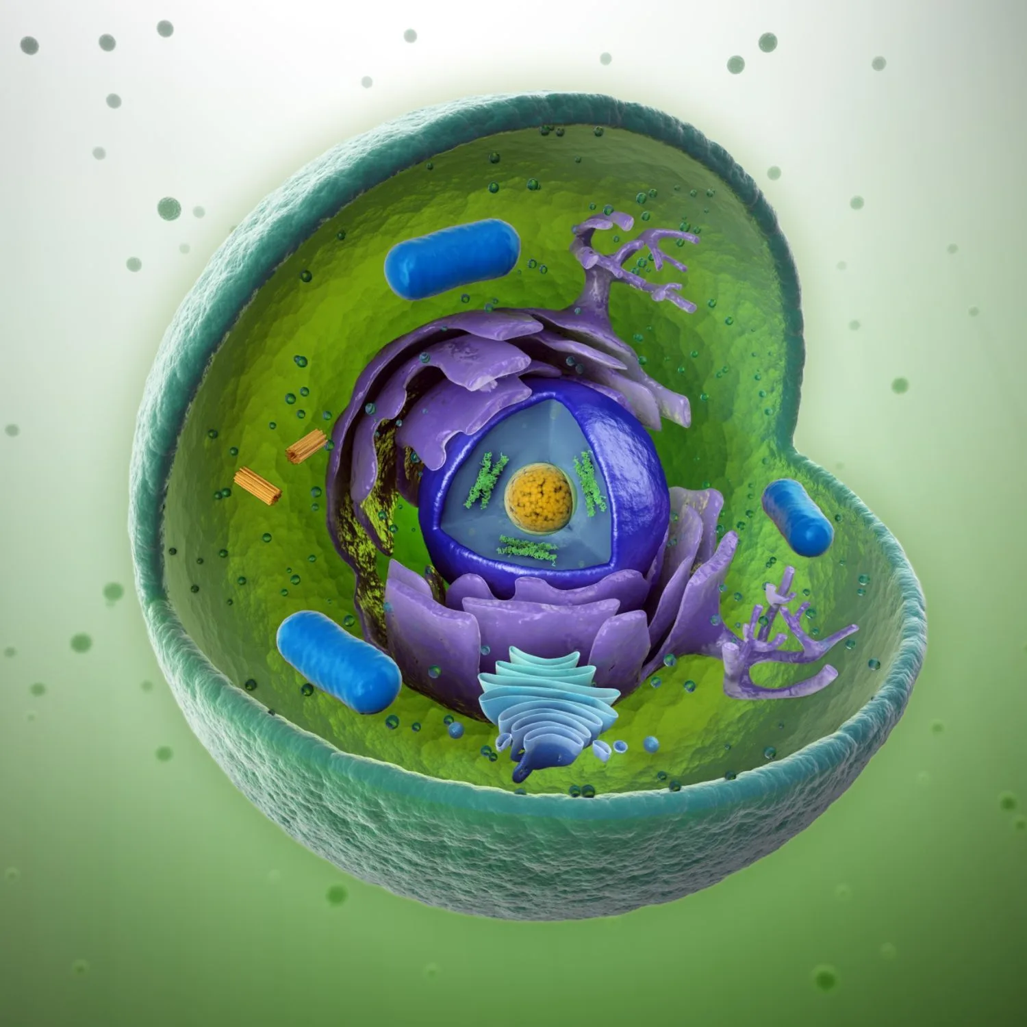 Cellular Respiration Takes Place In Which Organelle