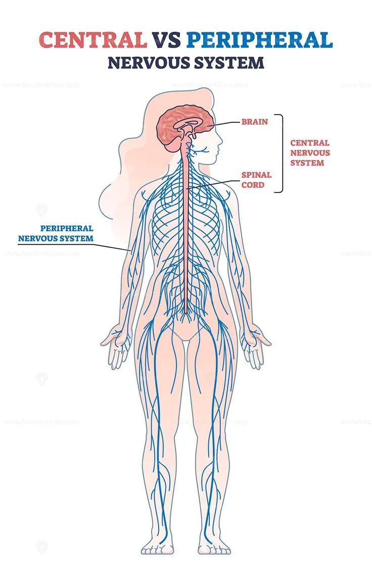 Central Vs Peripheral Nervous System Anatomy Comparison Outline Diagram Nervous System Anatomy