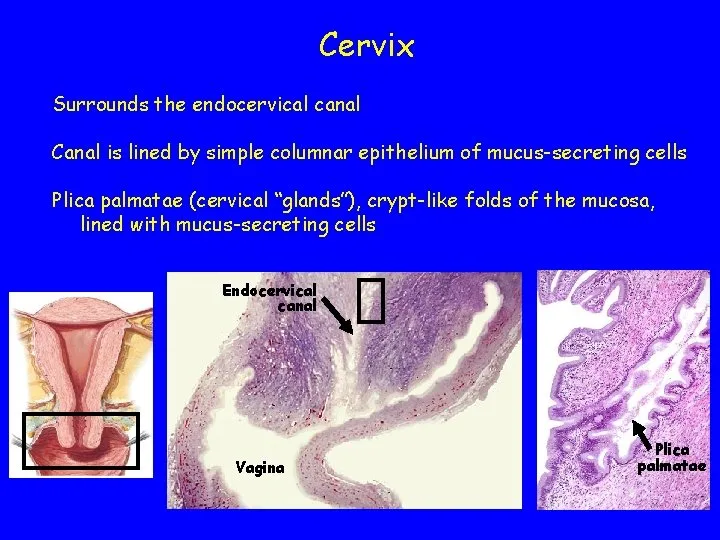 Cervix Cervix Female Reproductive System Reproductive