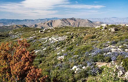 Chaparral Wikipedia