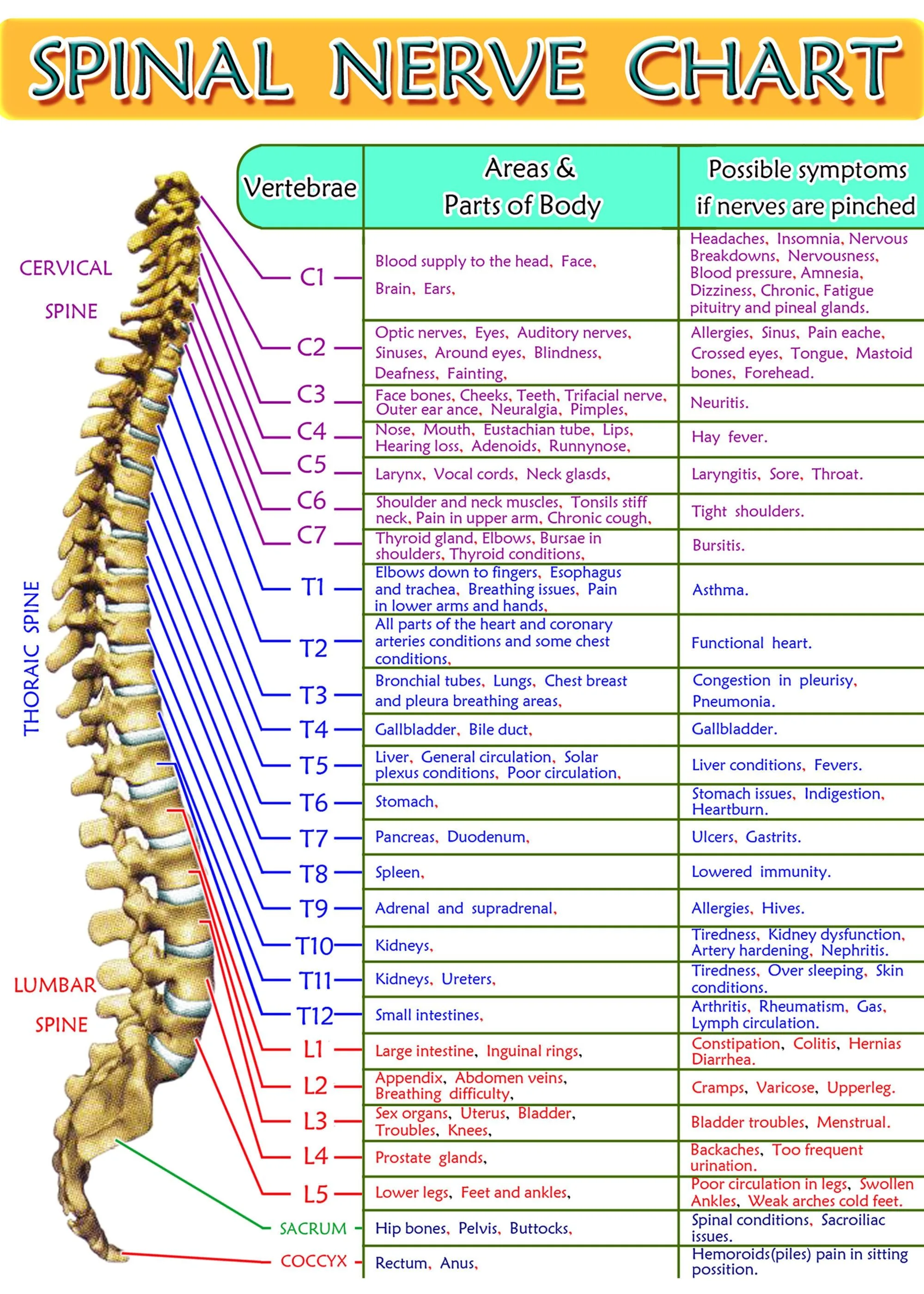 Chart Of Spinal Nerves