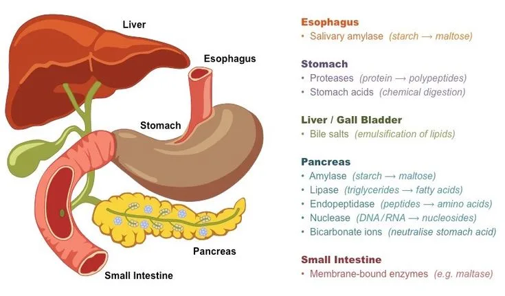 Chemical Digestion Bioninja Endocrine System Nursing Digestion Enzymes Activity