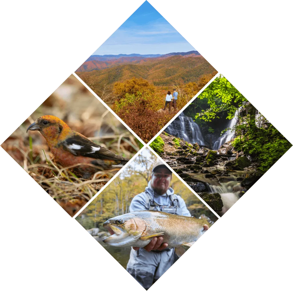 Cherokee Is Open Eastern Band Of Cherokee Indians