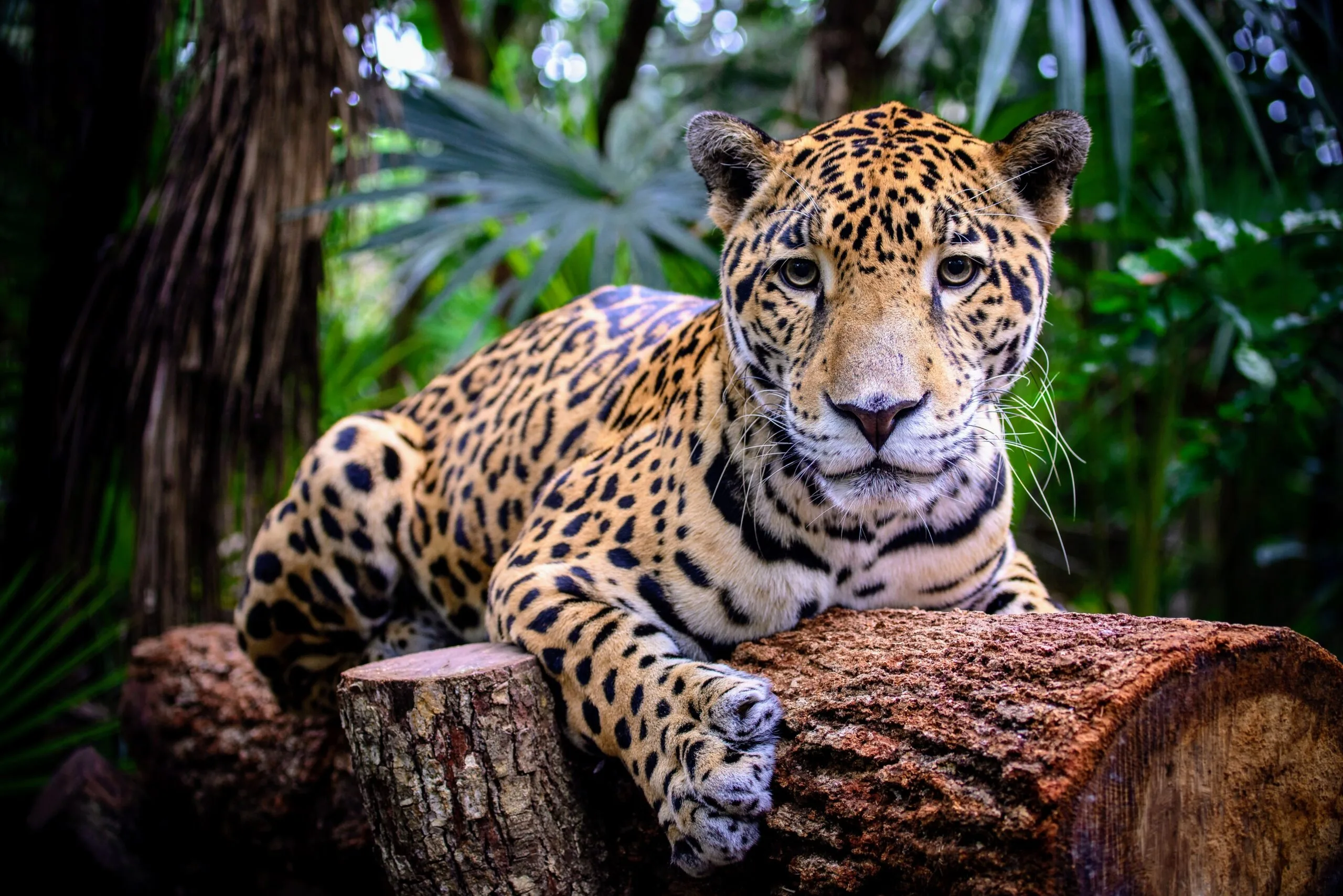 Chilling Black Market Jaguar Parts Are Being Sold By Prison Inmates